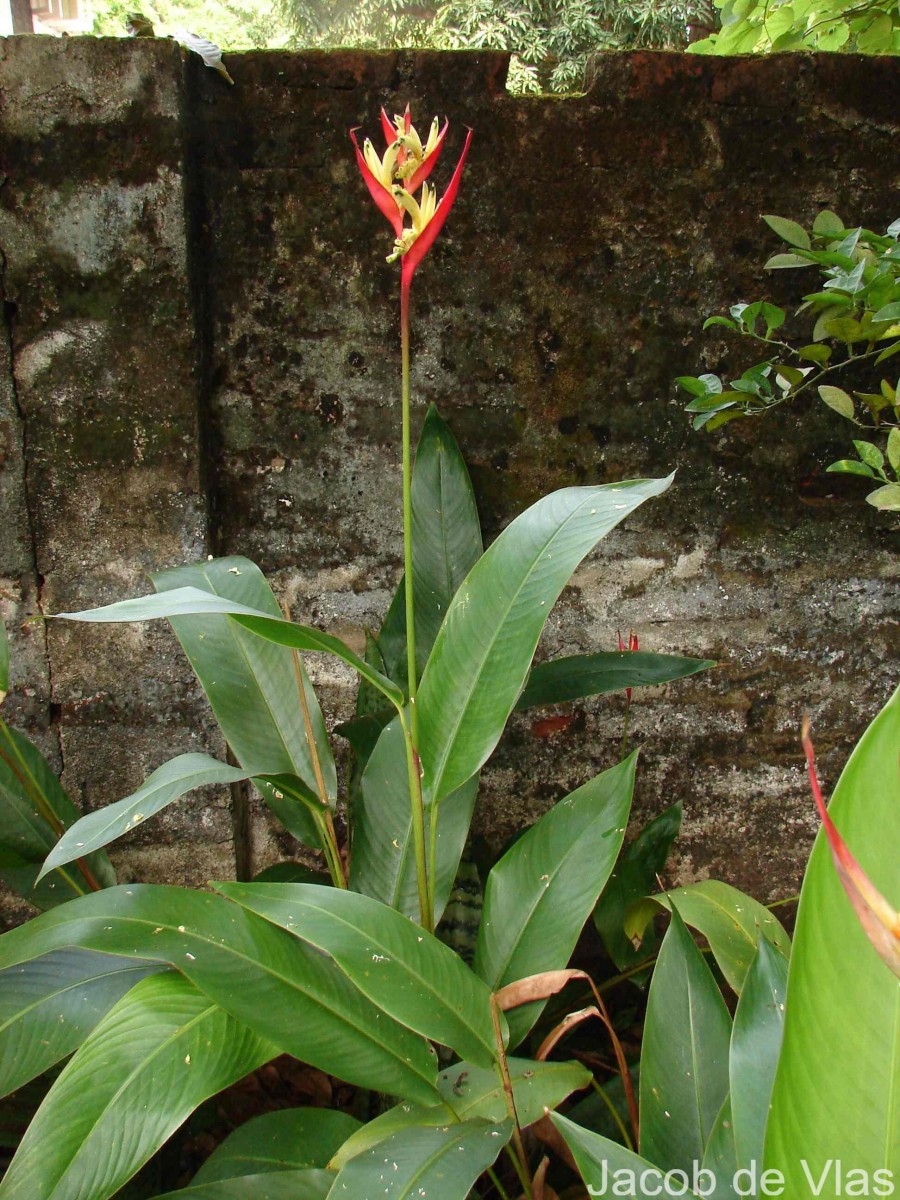 Heliconia psittacorum L.f.